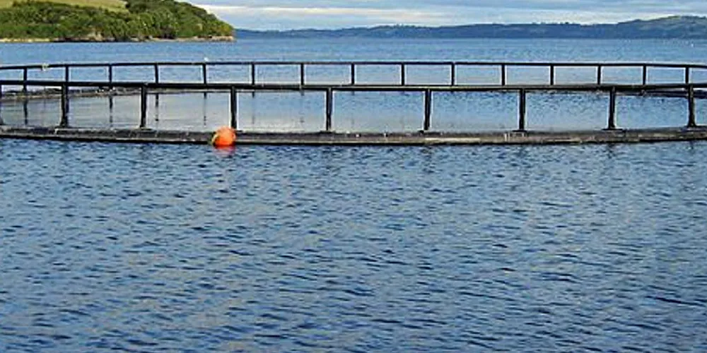 Salmon farming Chile