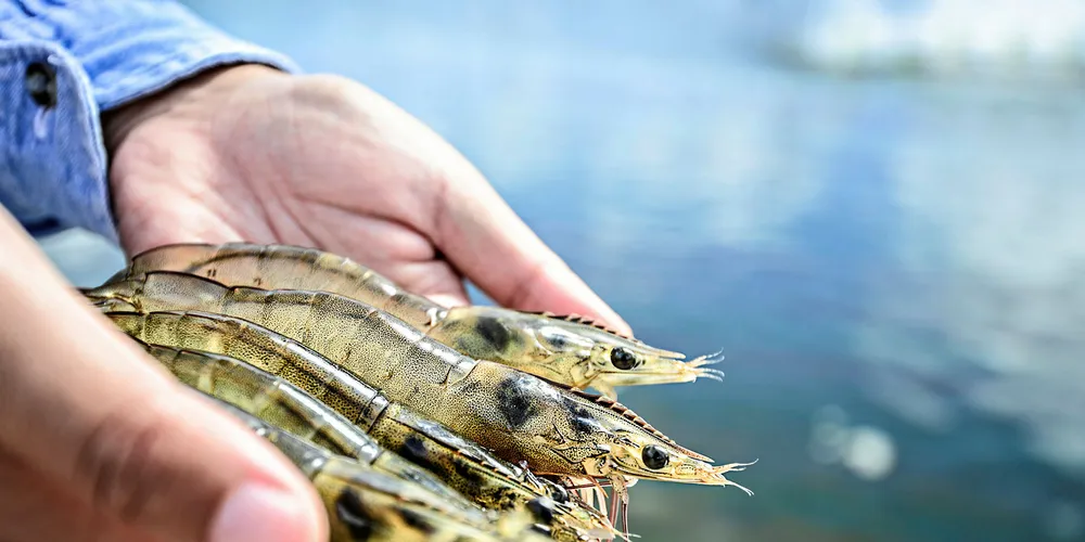Report: Significant sustainability concerns plaguing world's shrimp farming regions