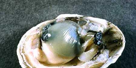 NMFS proposes Atlantic surf clam, quahog quotas for 2011-13