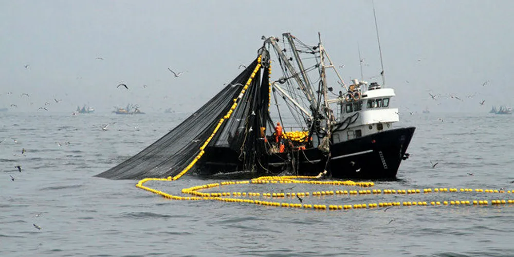 Peru anchovy fishing.