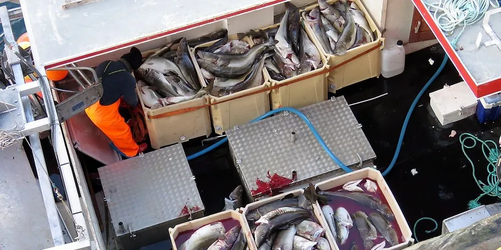 Forsøkene med nye mottaks- og innveiingssystemer for kystfiskeflåten er ikke i mål ennå. Deltakerne ønsker nå en ny vintersesong for å prøve ut teknologi i forhold til myndighetenes og salgslagenes kontrollbehov. Arkivfoto: Jon Eirik Olsen
