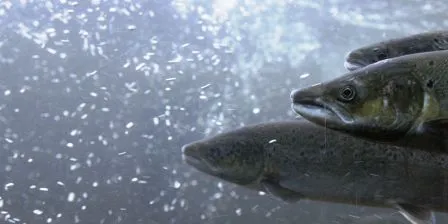 Har solgt nesten tre millioner Grieg Seafood-aksjer