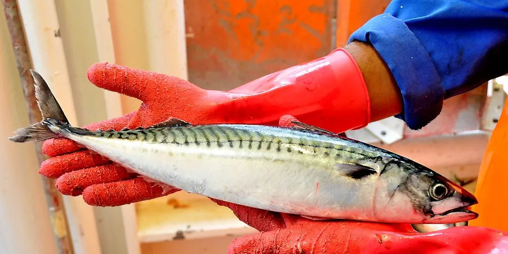 Makrellen forskerne får lengst i nord er av skikkelig størrelse. Dette eksemplaret er på 820 gram, og forskerne har sett flere slike ”megamakreller” de siste dagene. Gjennomsnittsvekten i prøvefangstene har vært mellom 500 og 600 gram. Foto: Havforskningsinstituttet / Leif Nøttestad