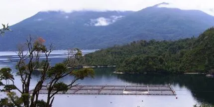 Analyst: Chile salmon production collapse ‘in next six months’