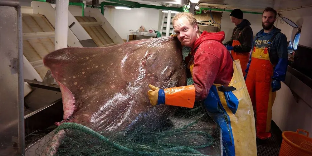 Vekten om bord på «Nesejenta» stoppet på 60 kilo da denne digre skaten ble veid, men den veide langt mer, ifølge mannskapet om bord. Her fisker Hans Petter Gamst i forkant. I bakgrunnen: Trond Kristian Edvardsen og Ole Johnny Vik. Foto: «Nesejenta»/Facebook.