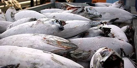 Skipjack tuna prices set high