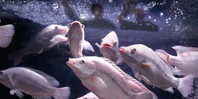 Photo: Blue Ridge Aquaculture