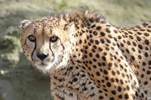 No big cat: Cheetah lags behind
