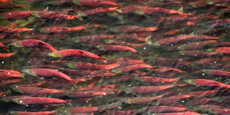Downward pressure on frozen sockeye salmon, uncertainly on canned