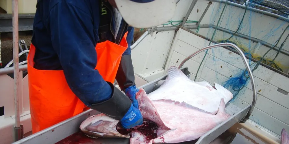 Kveiter under to meter (ca. 100 kilo) hadde stort sett gode resultater for både tungmetaller og organiske miljøgifter, ifølge en undersøkelse fra Nifes. Illustrasjonsfoto: Einar Lindbæk