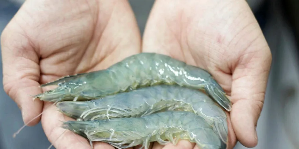 Tru Shrimp is taking its next stop in building its land-based shrimp farm in Minnesota.