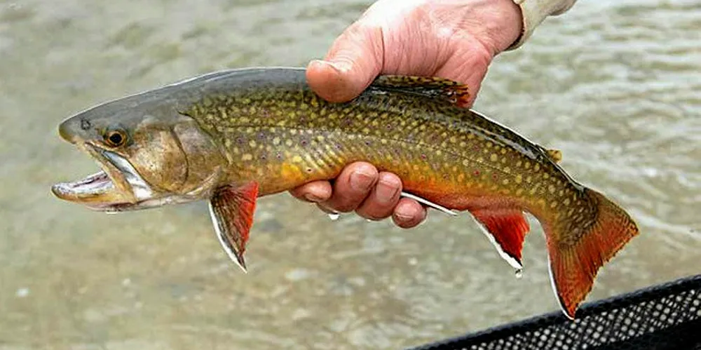 Trout escapes in Scottish farm.