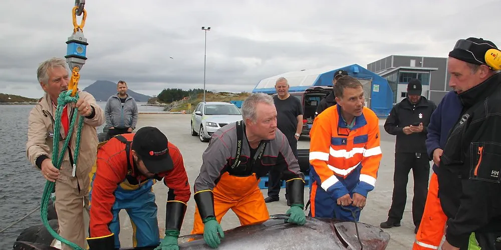 Det ble en skuffende fortjeneste på makrellstørjene til Hillersøy. Her Steffen Iversen, Fred Willy Rogne og Jostein Hillersøy. Foto: Torhild Måkestad Martinussen