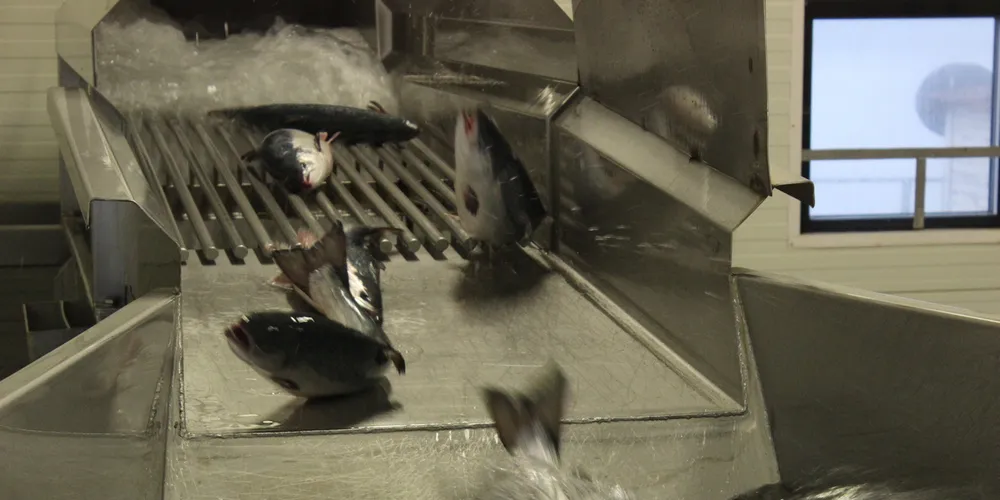 Norwegian salmon prices finally edge down
