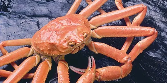 Bering Sea snow crab season starts early