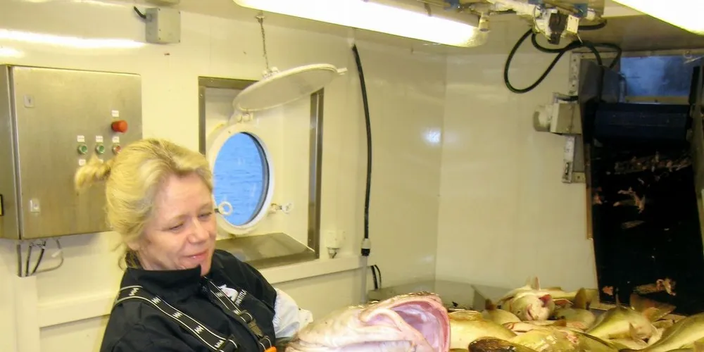 I et av de siste prøvehalene fikk forskerne om bord på «Johan Hjort» over 700 kg skrei med en snittvekt på 8 kg. Et par fisk på over 20 kg ga Hildegunn Mjanger og de øvrige forskerne nok å baske med når øresteiner skulle tas ut. Foto: Knut Korsbrekke, Havforskningsinstituttet