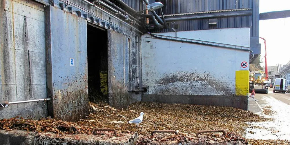 Tarehøsting: FMC Biopolymer på Vormedal, som lager alginat av tørket norsk stortare tare høstingArkivfoto: Kjersti Sandvik