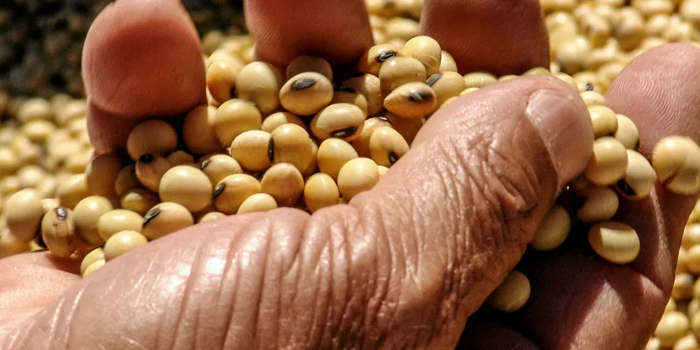 Soy beans front and center in debate over Amazon fires.