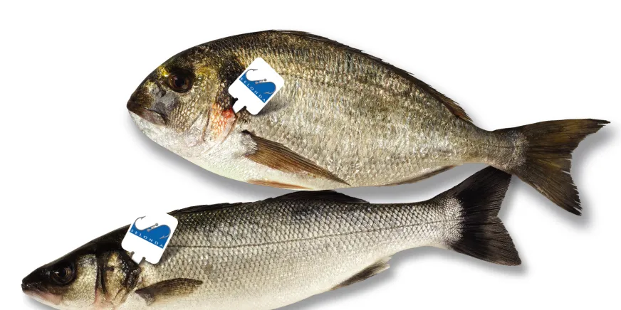 Selonda CEO: Turkey threatening Greek fish farming