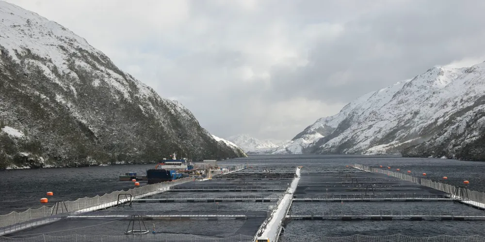 Antibiotics in salmon: Raising salmon without antibiotics in Chile? Here's how