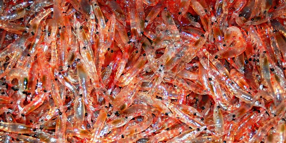 KRILLKRIG: Patentstriden om krill mellom Aker BioMarine og Rimfrost gjorde en dramatisk vending med dommen i til The International Trade Commision (ITC) i USA hvor patentene til Aker-selskapet falt i fisk.