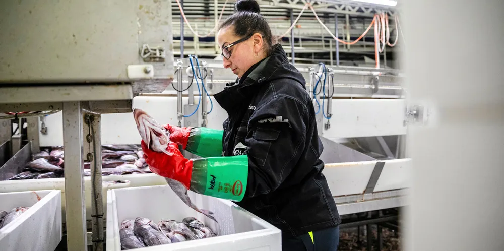 Hvis prisnivået på 36 kroner per kilo for fersk torsk og 45 kroner per kilo for fryst torsk fortsetter i Norges Råfisklag, og hele kvoten på 385 000 tonn blir fisket, vil førstehåndsverdien av torsk nærme seg 10 milliarder norske kroner i år. Bildet er av Elena Bejenacu på Myre fiskemottak.