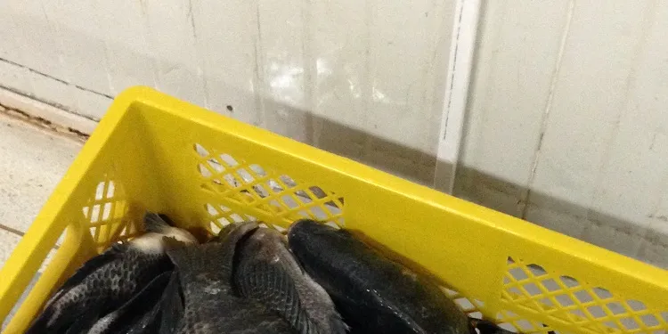 Colombia riding wave of US fresh tilapia demand