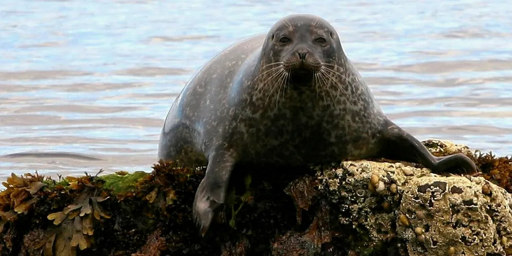 A Scottish seal.