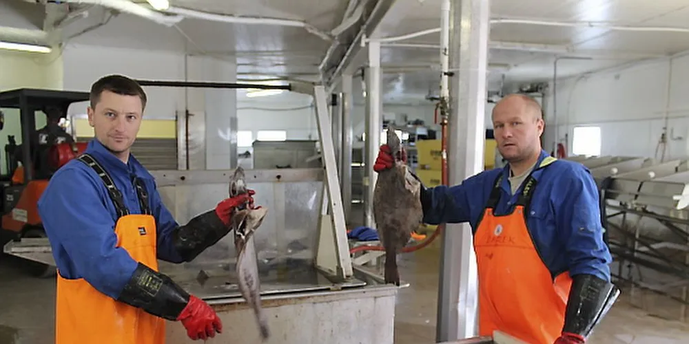 Se så flott blåkveite, sier de polske arbeiderne og holder fram kveita som har gitt dem forlenget sesong som fiskearbeider i Lofoten.