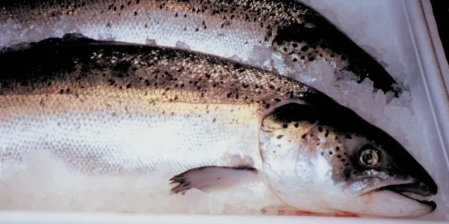 Poor production volumes hit Loch Duart profits
