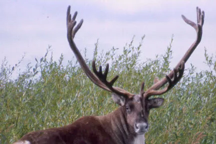 Fair game: Jed has taken over fellow Canadian player Caribou