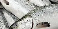Norwegian salmon back in Japan