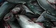 Pangasius: Den neste tilapia?