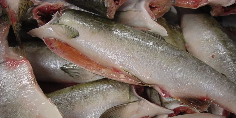 Scientists predict more Pacific salmon to migrate to Atlantic