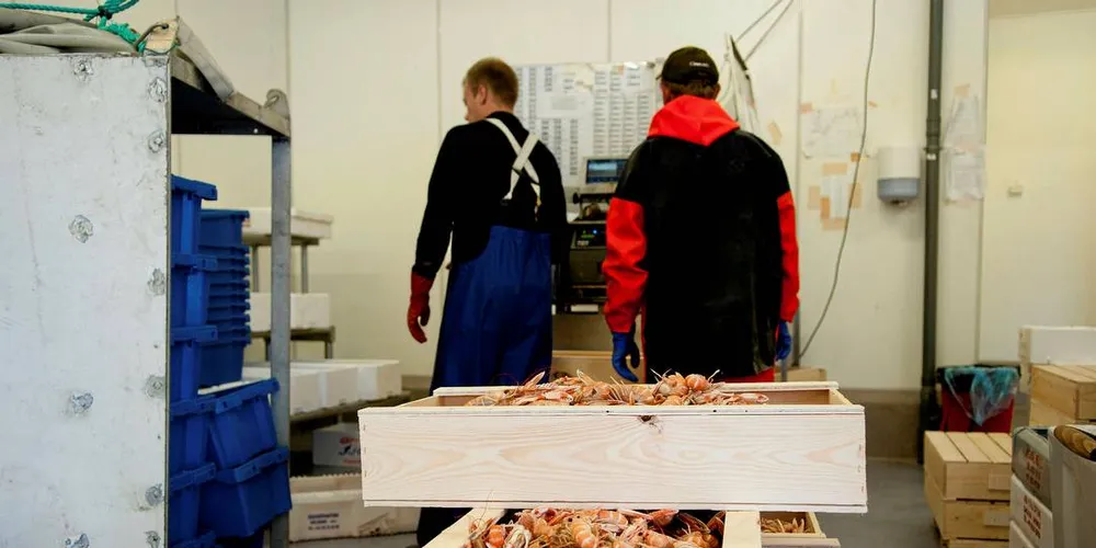 Ole Ragnar Torgersen leverer kreps på Fjordfisk på Hvaler. Fisker alene på reketråleren «Sjøliv». Foto: Kjersti Kvile