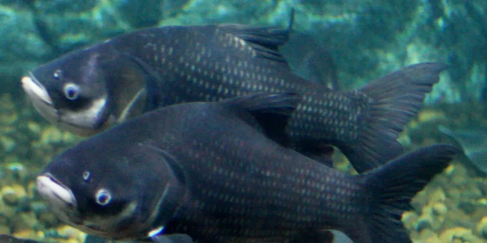 Vietnamese start farming rare freshwater fish