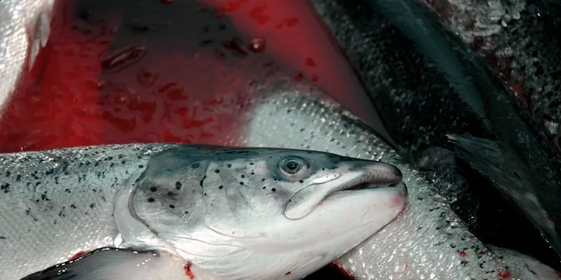 Norwegian salmon prices spooking buyers