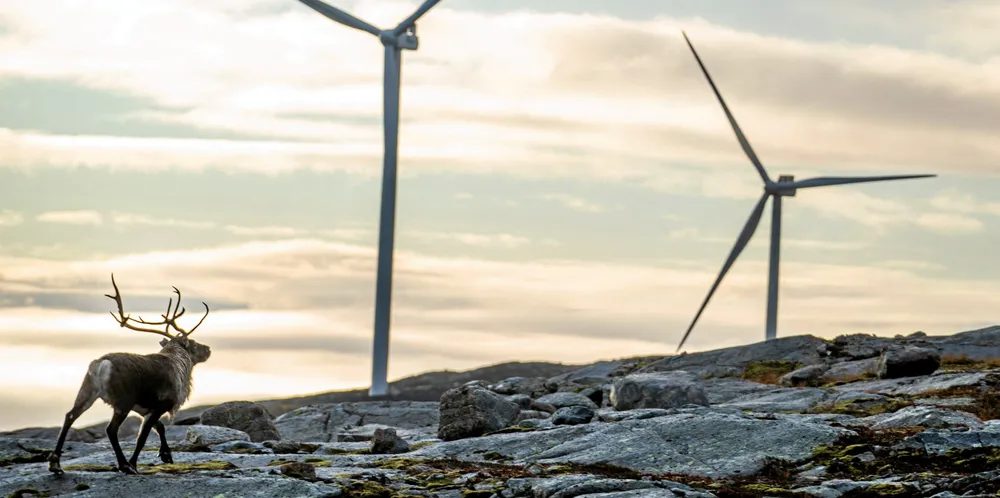 Face off: A reindeer at Storheia wind farm in Norway.