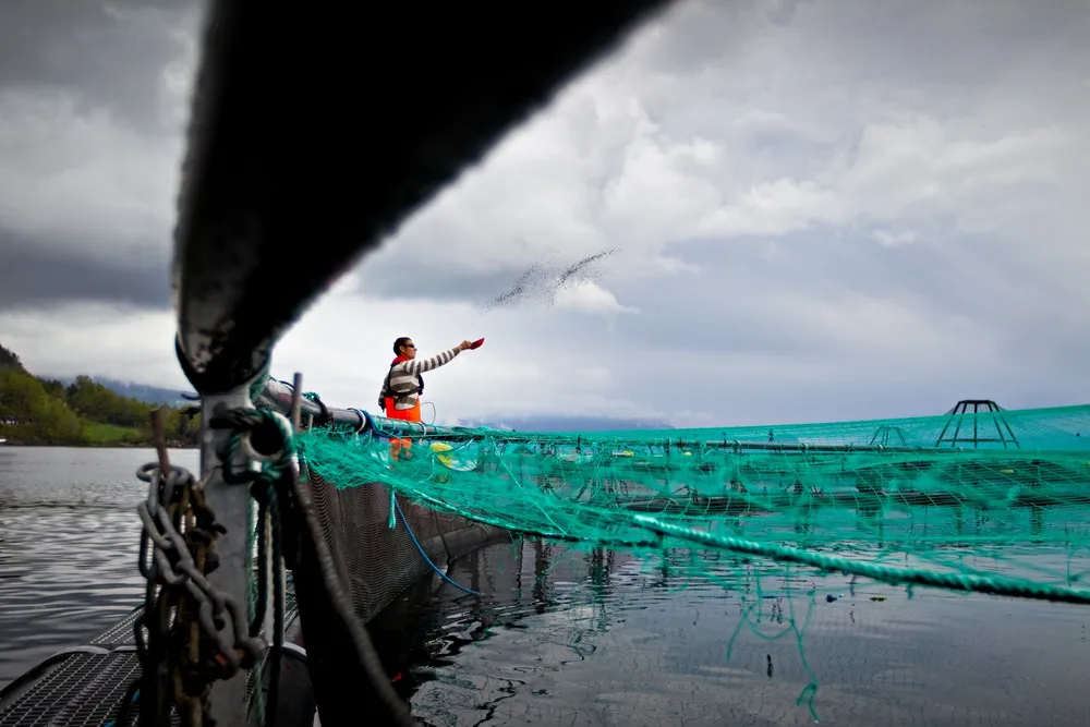 Hva skjer om en øker lakseproduksjonen i Hardangerfjorden? Det har HI-forskere sett nærmere på.