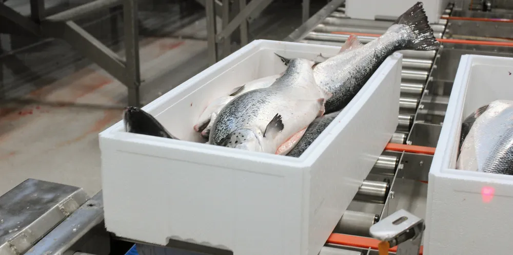 Norwegian salmon farmers saw strong production gains during the third quarter.