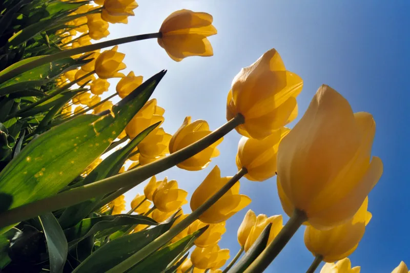 Tulip prospect: in Equatorial Guinea