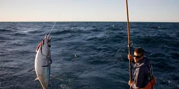 Demand up for pole-and-line tuna