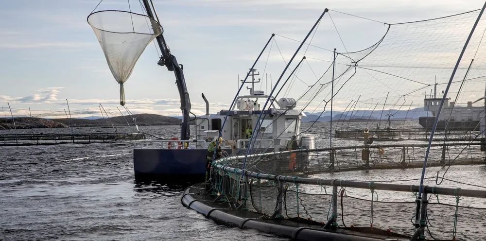 Myndighetene har en helt kritisk rolle i en bærekraftig forretningsmodell. Samarbeid mellom oppdretterne er også et essensielt element i en bærekraftig forretningsmodell. Bildet er fra KB Dykk i Rørvik, Nord Trøndelag.
