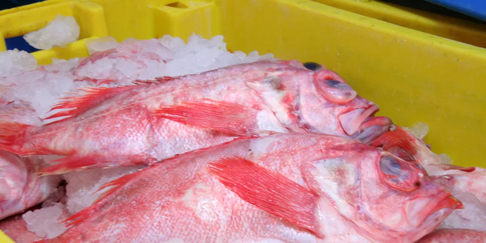 US redfish, haddock, pollock fishery becomes MSC certified