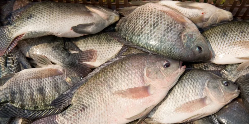Tilapia. (Foto: BioMar)