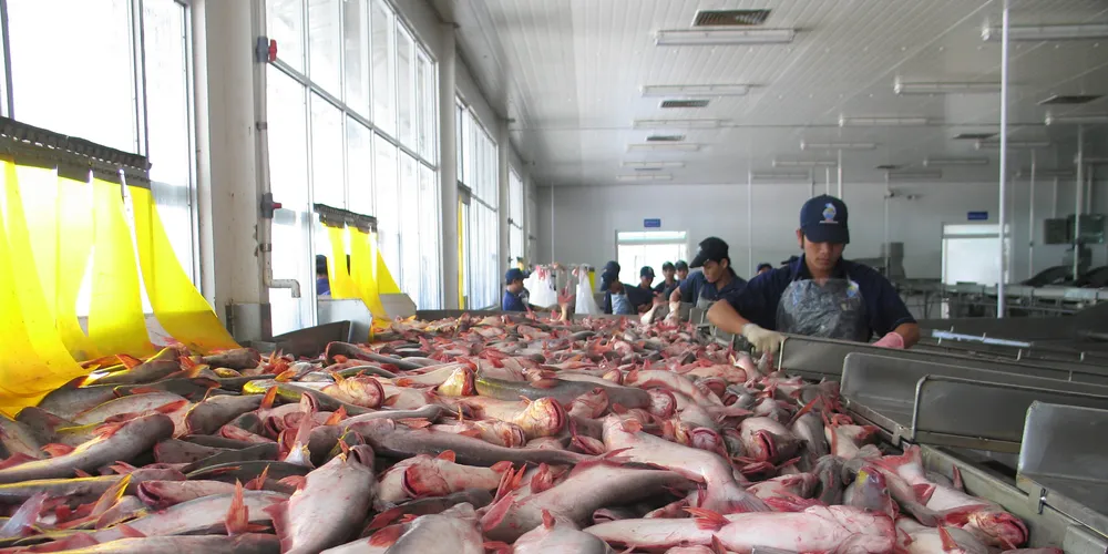 Italian supermarkets latest to ban pangasius