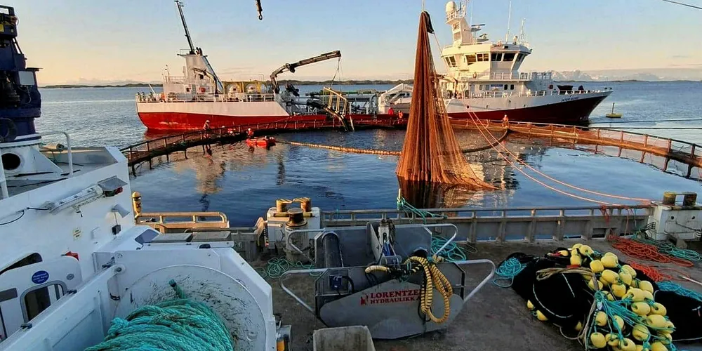 DØD: Nordlaks i Tysfjorden har mye død smolt.