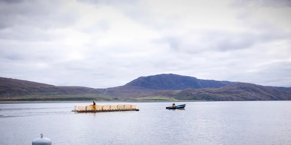 Wester Ross Fisheries snaps up UK salmon operation