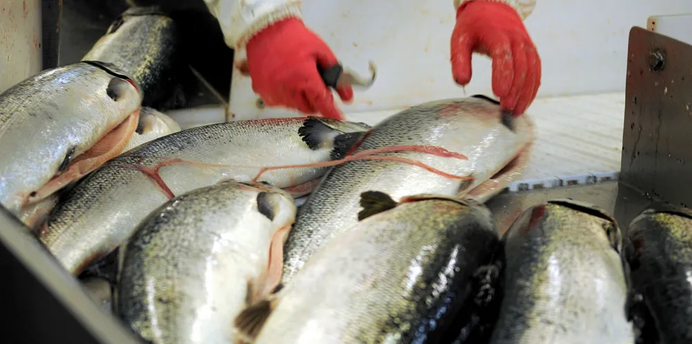 Norwegian farmed salmon prices may be coming out of their slump.