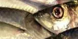 Norway chases MSC label for pelagic fish